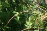 Elymus caninus