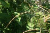 Elymus caninus