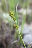 Carex serotina. Верхушка побега с незрелыми соплодиями. Ленинградская обл., Гатчинский р-н, окр. дер. Авколево, карьер \"Елизаветино\", сырое каменистое понижение на месте выработки известняка. 30.08.2020.