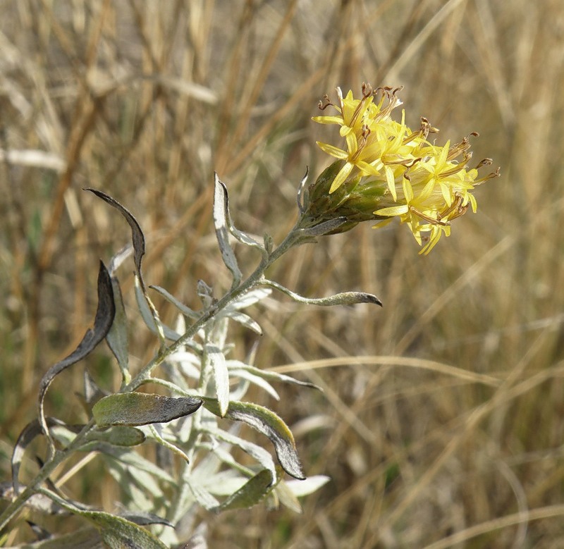 Image of Galatella villosa specimen.