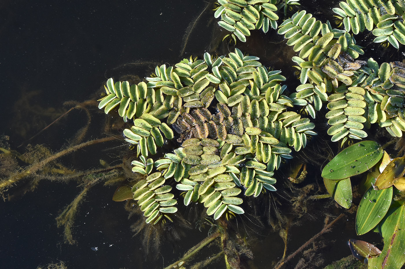 Image of Salvinia natans specimen.