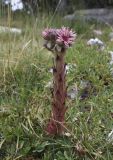 Sempervivum tectorum