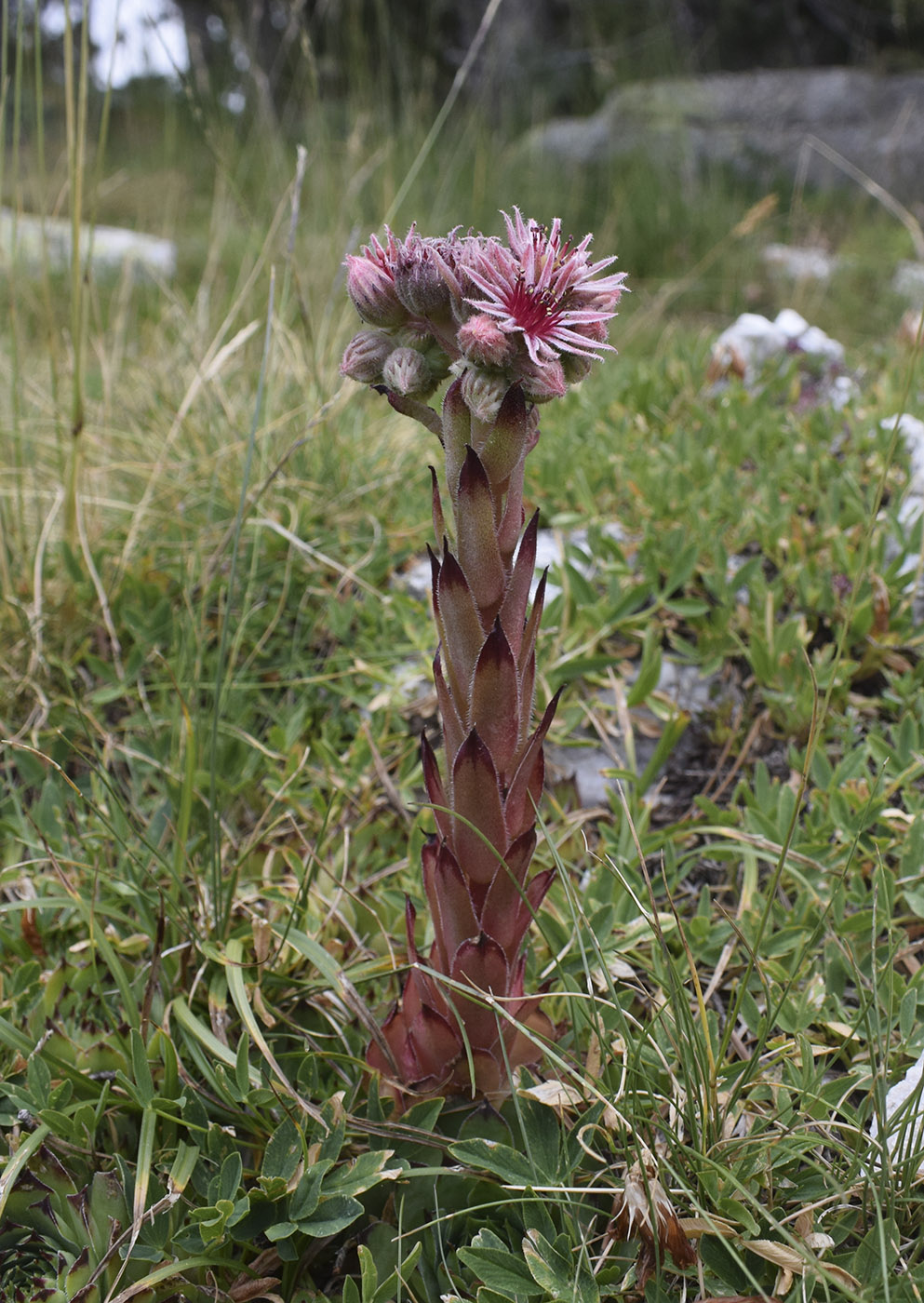 Изображение особи Sempervivum tectorum.