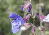 Salvia ringens