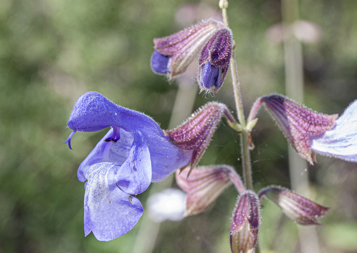 Image of Salvia ringens specimen.