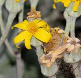 семейство Asteraceae