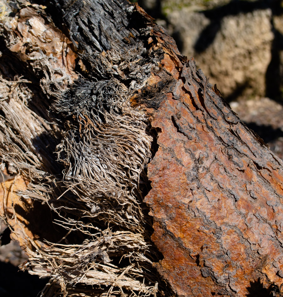 Image of Opuntia tomentosa specimen.