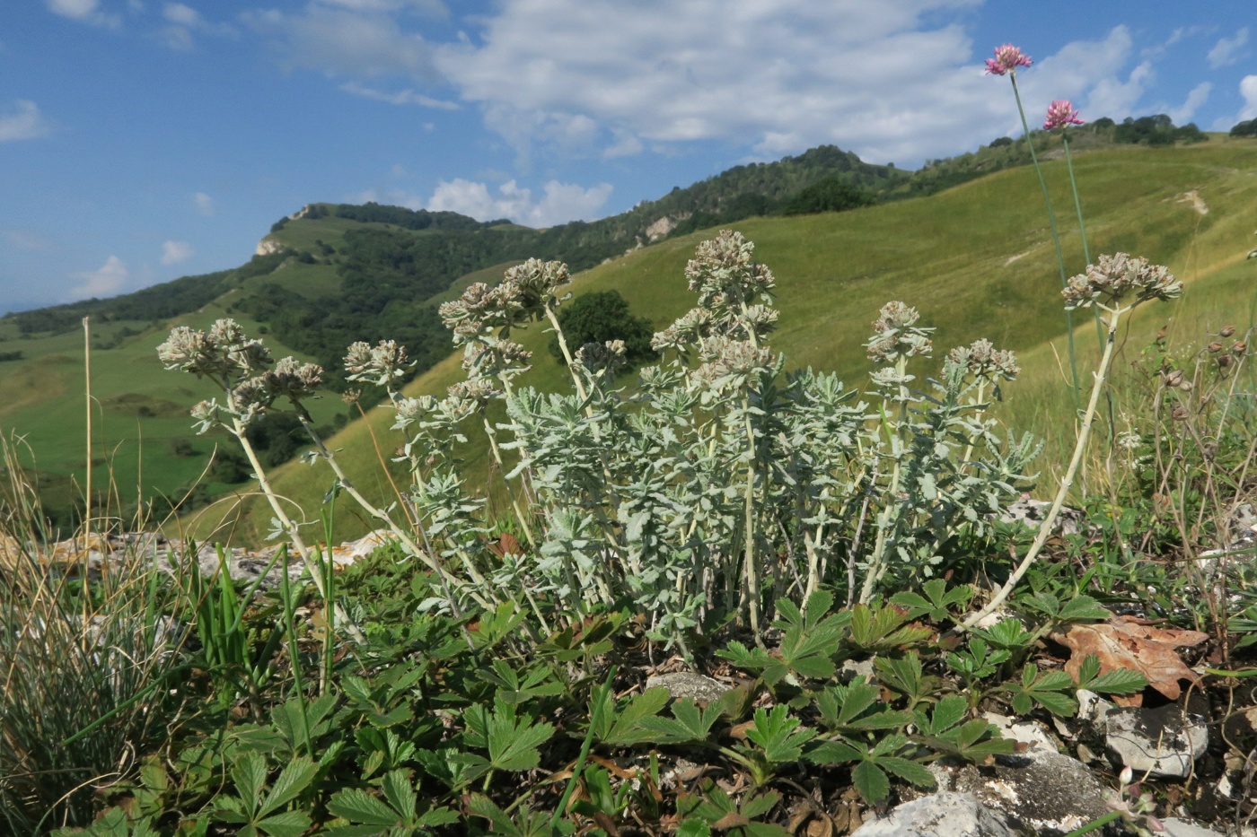 Изображение особи Teucrium capitatum.