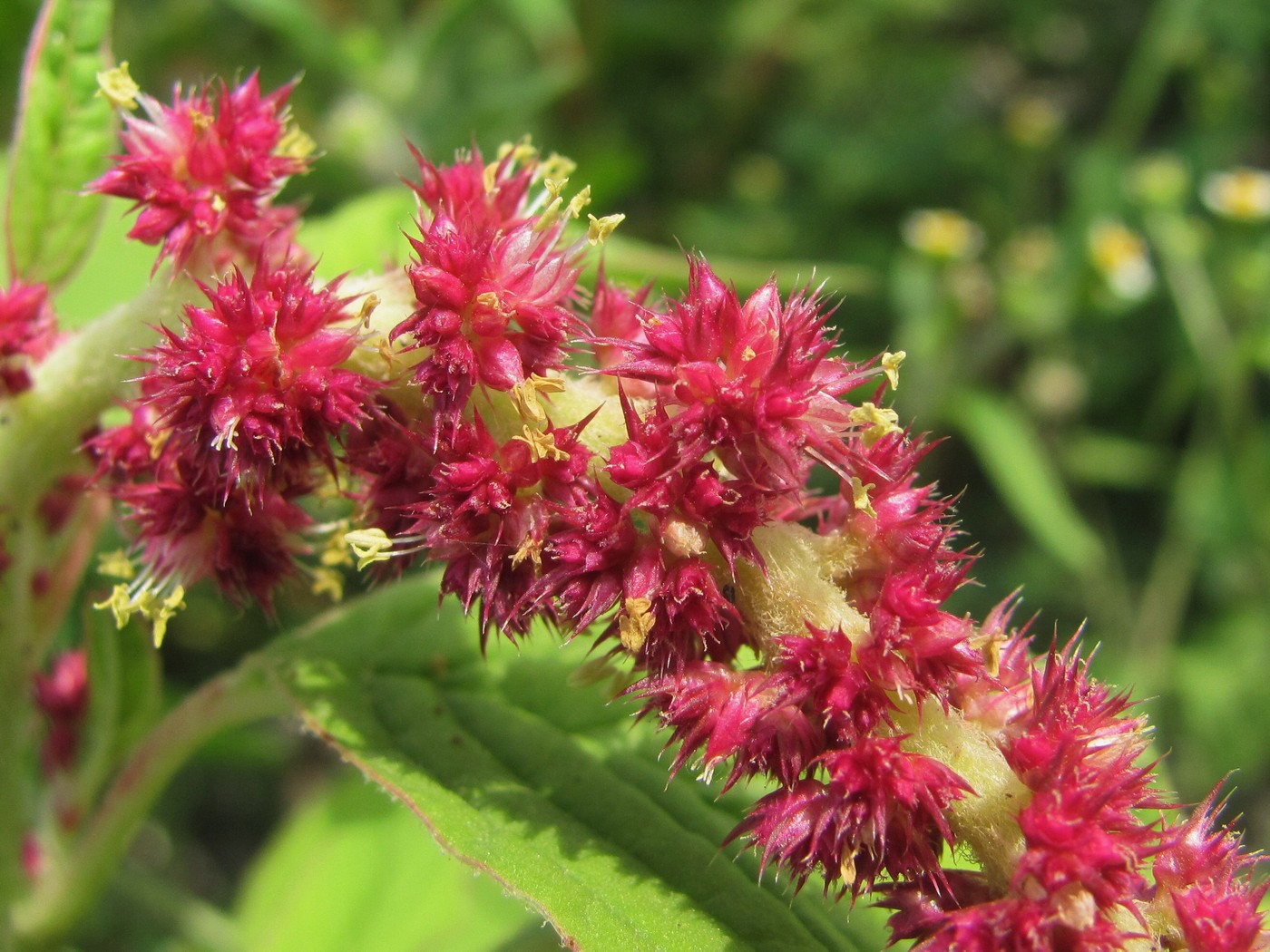 Image of Amaranthus caudatus specimen.