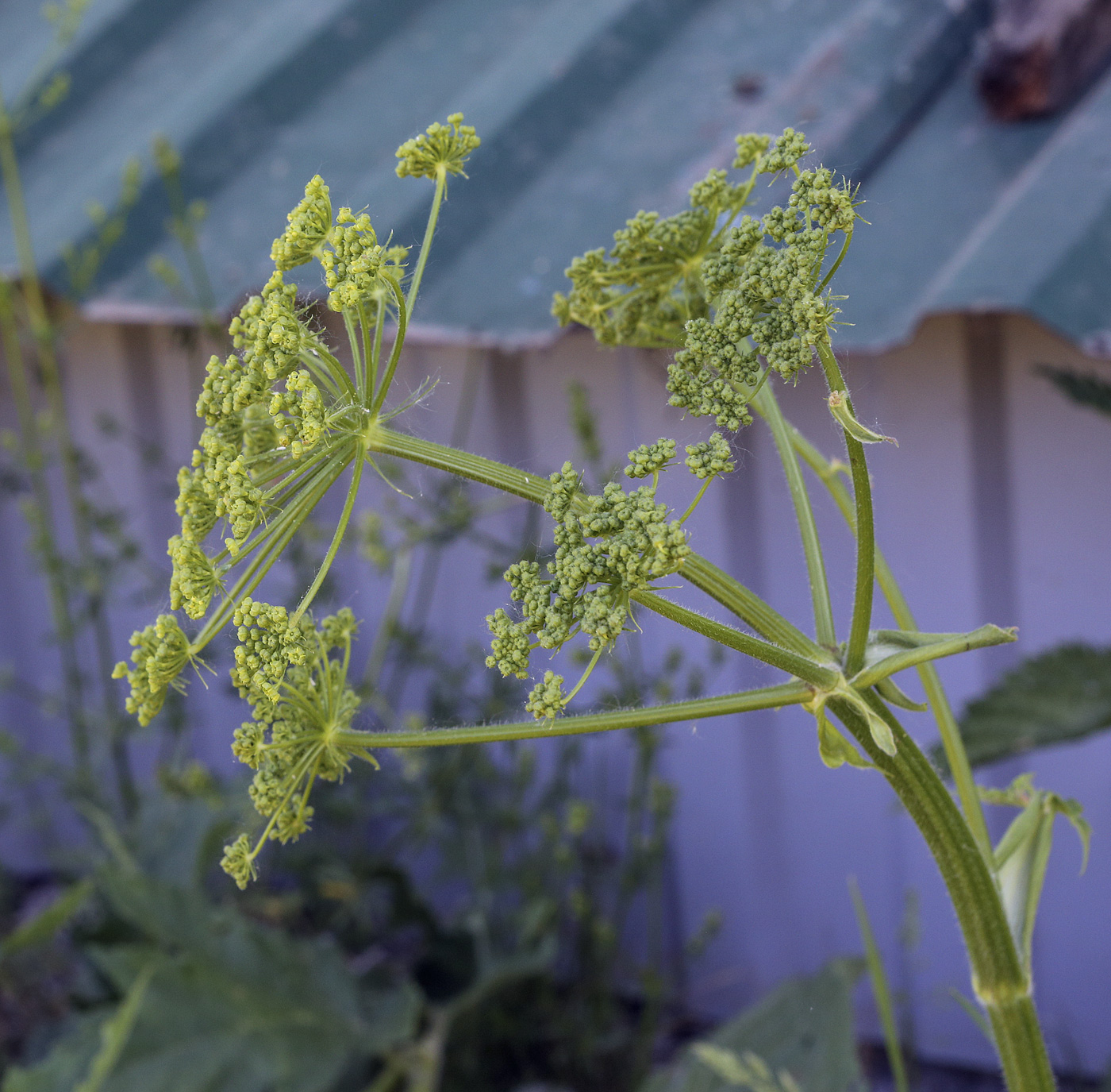 Image of Heracleum sibiricum specimen.