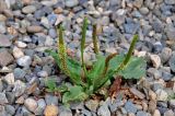 Plantago major