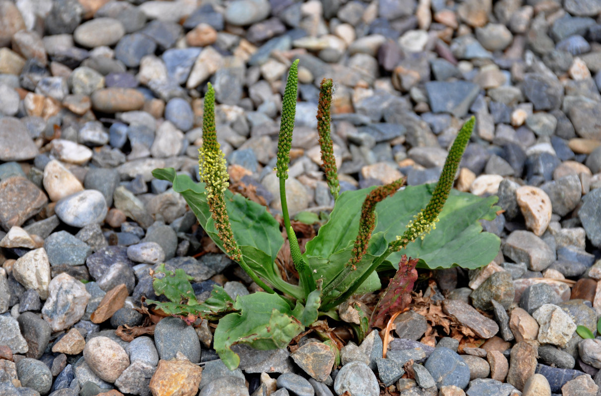 Изображение особи Plantago major.