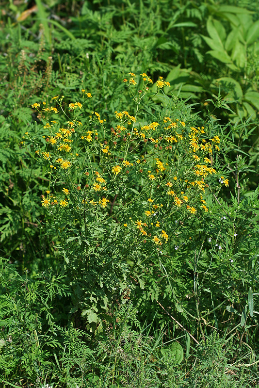 Изображение особи Senecio erraticus.