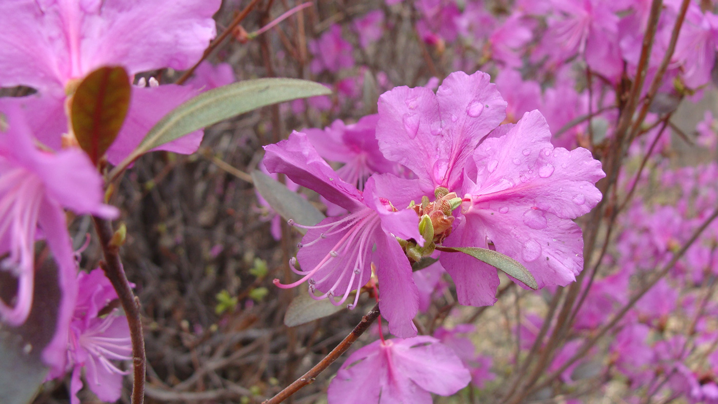 Image of Rhododendron dauricum specimen.