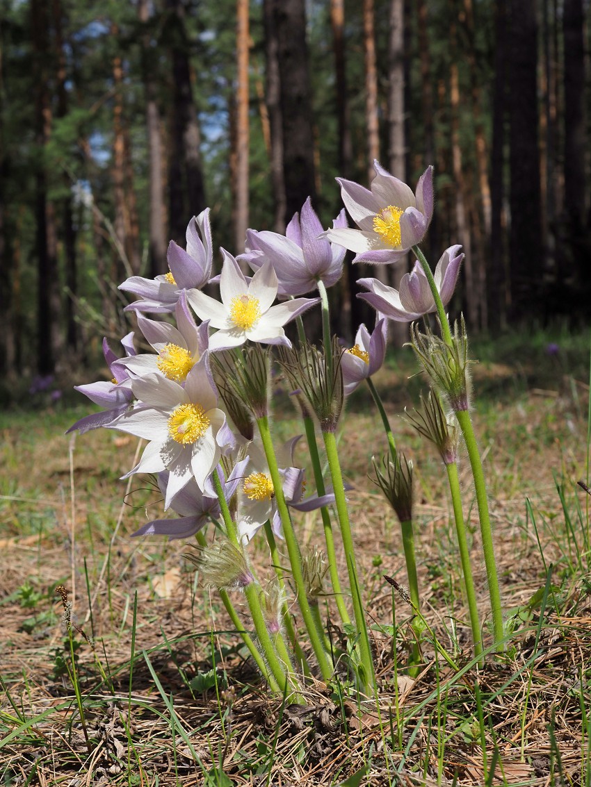 Image of Pulsatilla patens specimen.