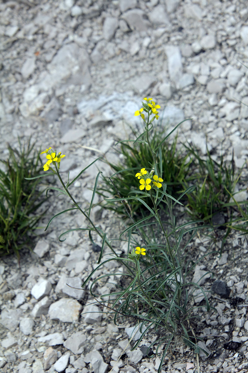 Image of Erysimum substrigosum specimen.