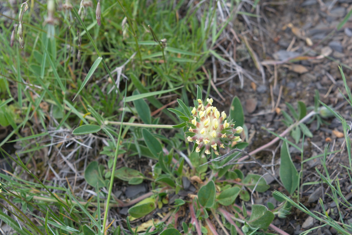 Image of Anthyllis variegata specimen.