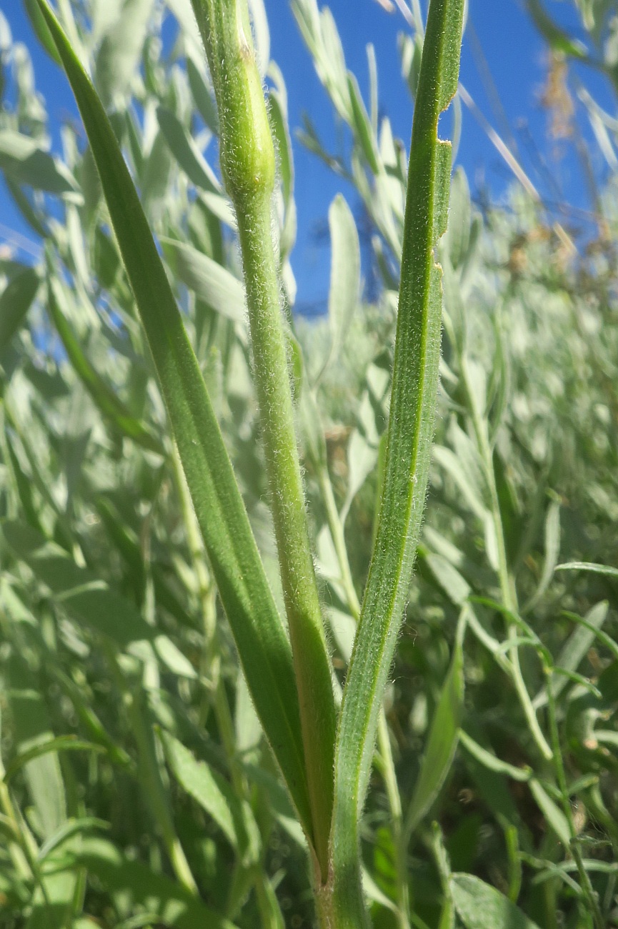 Image of Dianthus lanceolatus specimen.