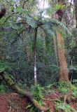 семейство Cyatheaceae. Взрослое растение. Мадагаскар, провинция Анциранана, регион Диана, окр. г. Анциранана, национальный парк \"Янтарная гора\". 04.05.2018.