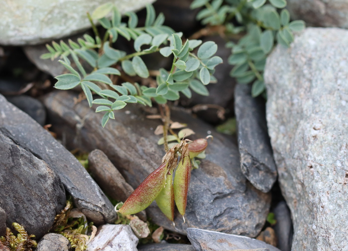 Изображение особи Astragalus pseudoaustralis.