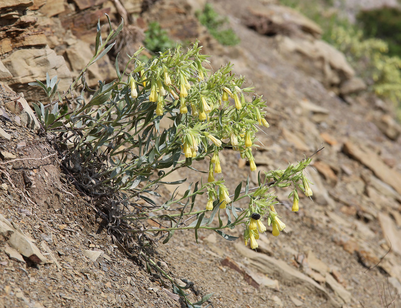 Image of Onosma sericea specimen.