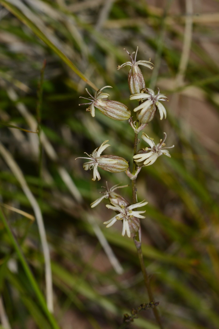 Image of Silene graminifolia specimen.