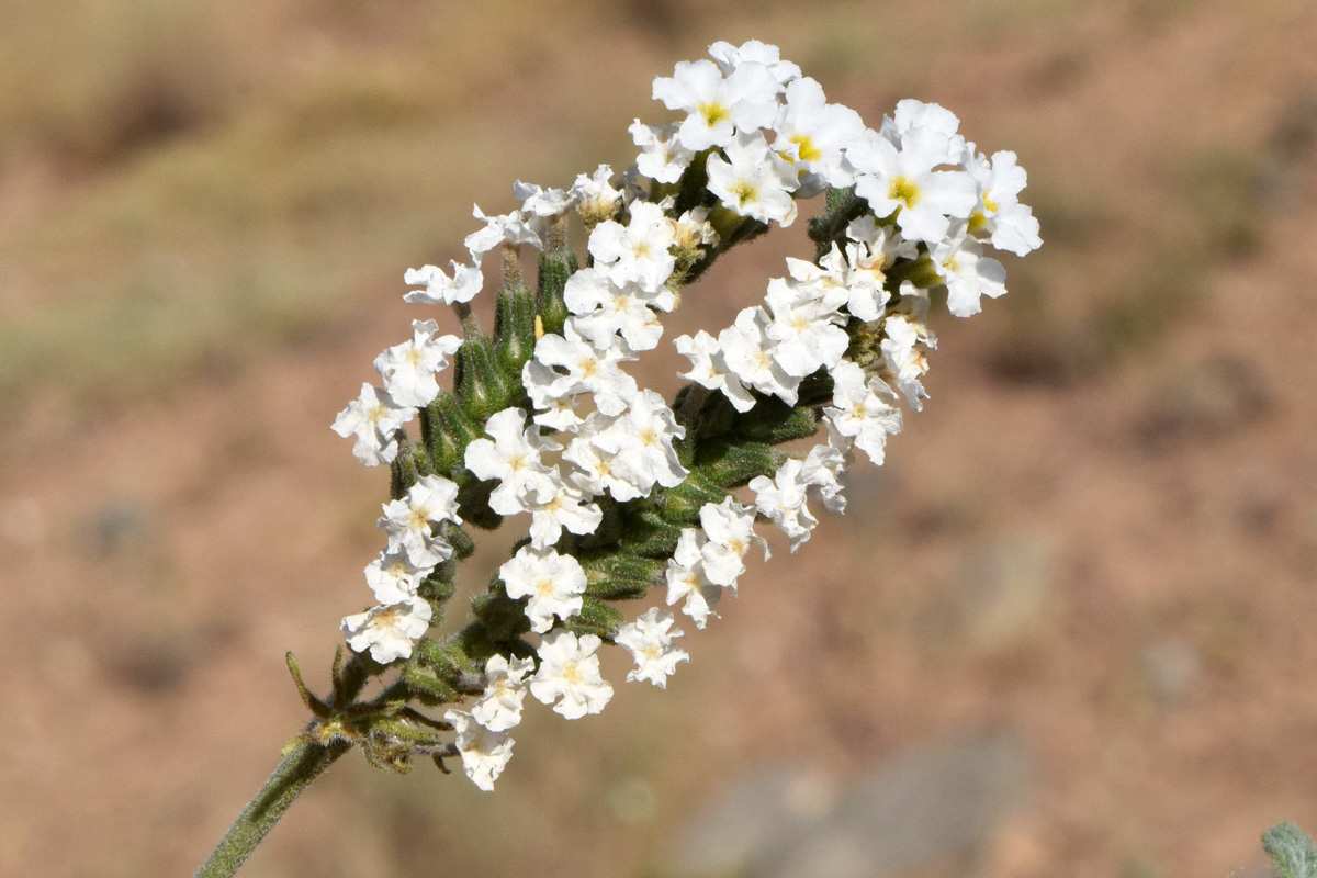 Изображение особи Heliotropium olgae.