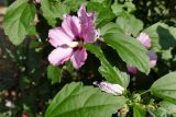 Hibiscus syriacus. Верхушки побегов с цветком и бутонами. Крым, Южный Берег, г. Алушта, в культуре. 20.07.2021.