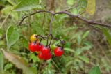 Solanum dulcamara. Часть побега с соплодием с созревшими плодами. Московская обл., ГО Подольск, мкр-н Климовск, пустырь. 13.09.2022.