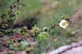 Rosa sericea