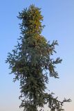 Cunninghamia lanceolata. Верхушка кроны с шишками. Непал, провинция Лумбини-Прадеш, р-н Пальпа, г. Тансен. 26.11.2017.
