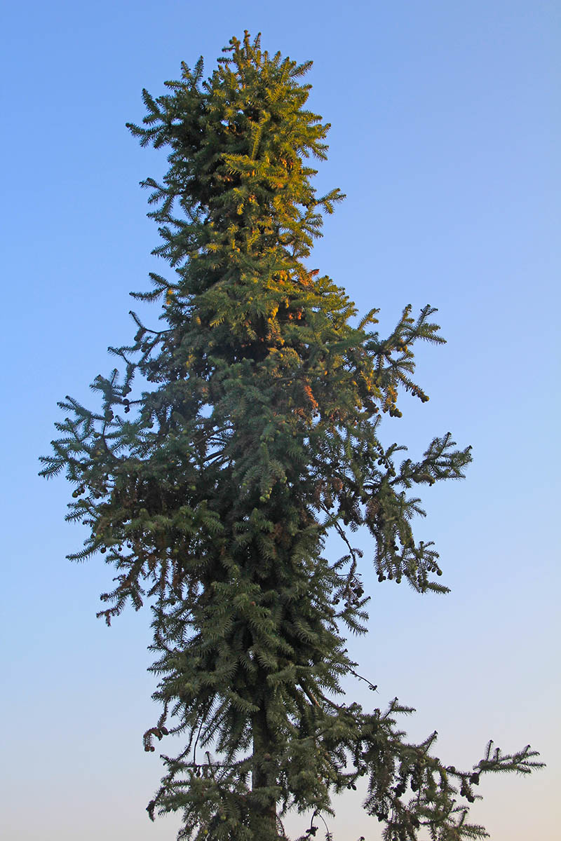 Image of Cunninghamia lanceolata specimen.