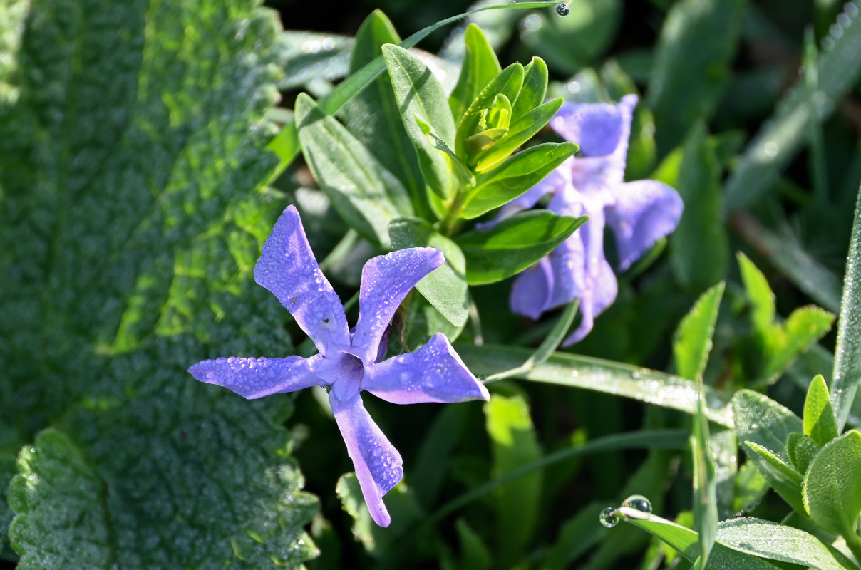 Изображение особи Vinca herbacea.