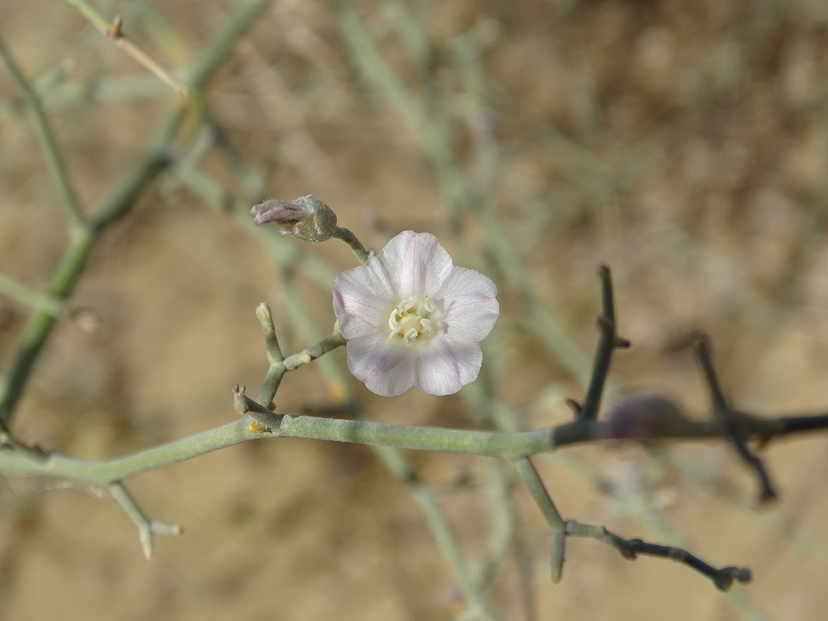 Image of Convolvulus hamadae specimen.