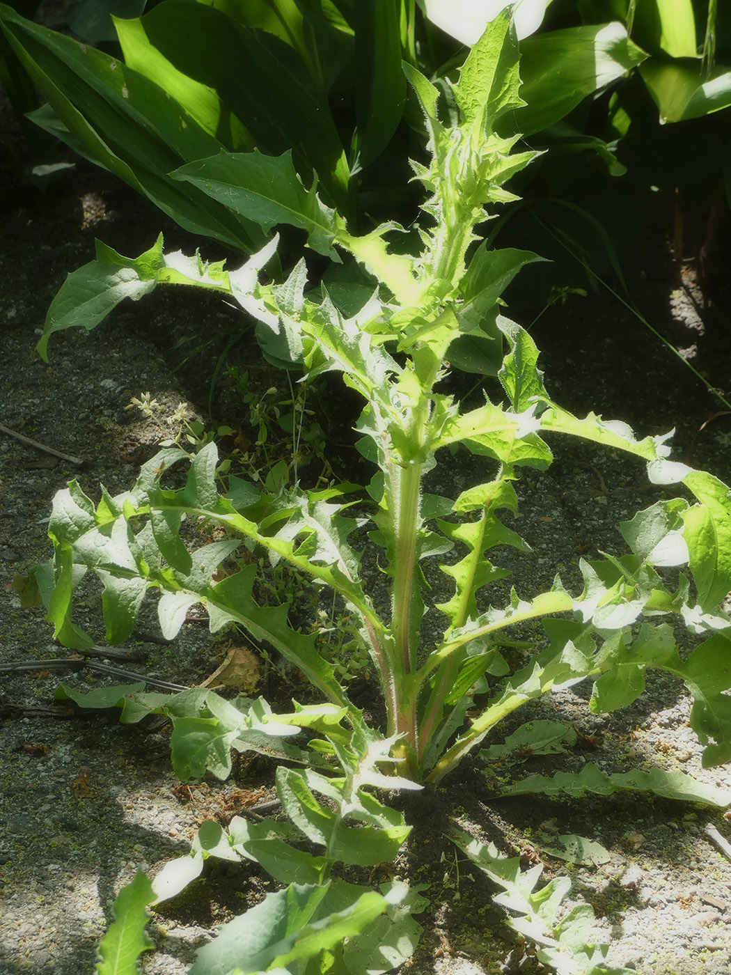 Image of familia Asteraceae specimen.