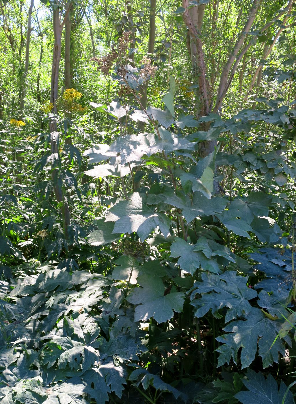 Изображение особи Filipendula camtschatica.