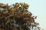 genus Combretum. Часть кроны с плодами. Индия, штат Гуджарат, округ Гир Сомнатх, национальный парк \"Гирский лес\". 13.12.2022.