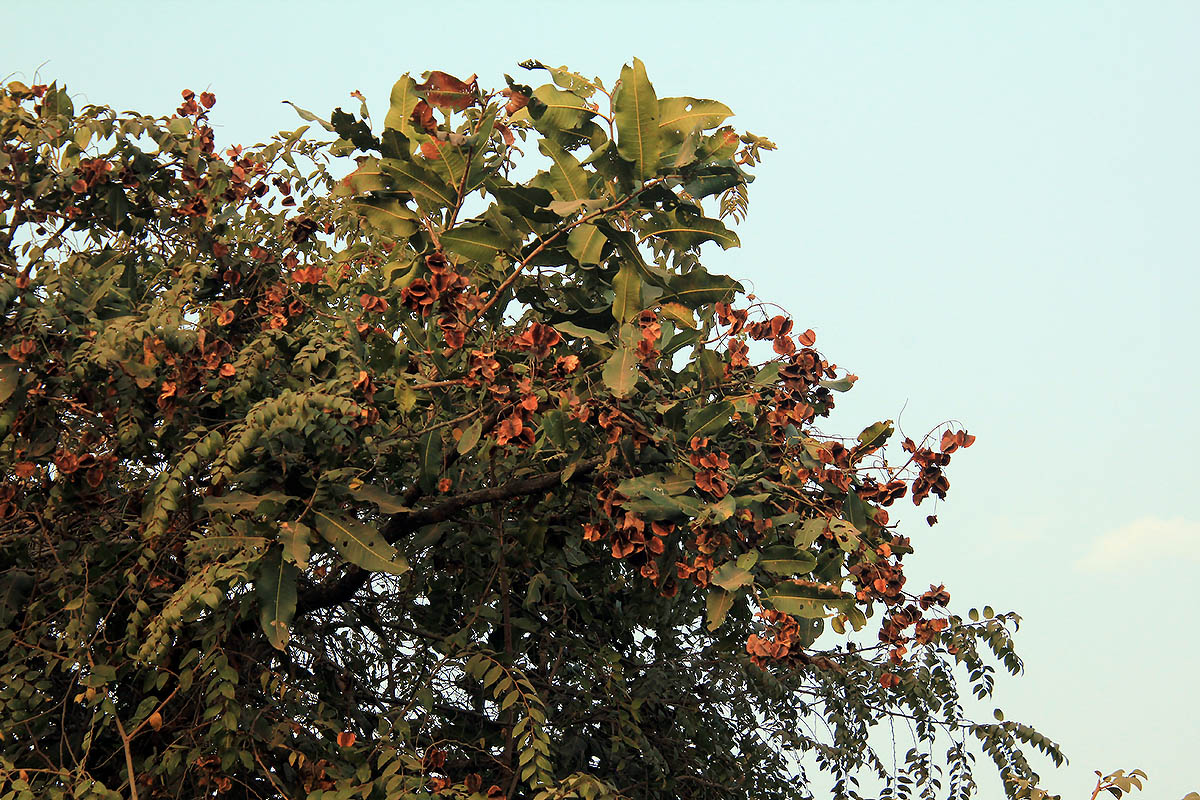 Изображение особи род Combretum.