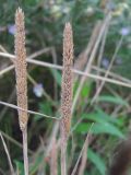 Phleum paniculatum. Верхушка плодоносящих растений. Краснодарский край, Кавказский р-н, окр. ст-цы Темижбекская, у дороги. 11.07.2022.