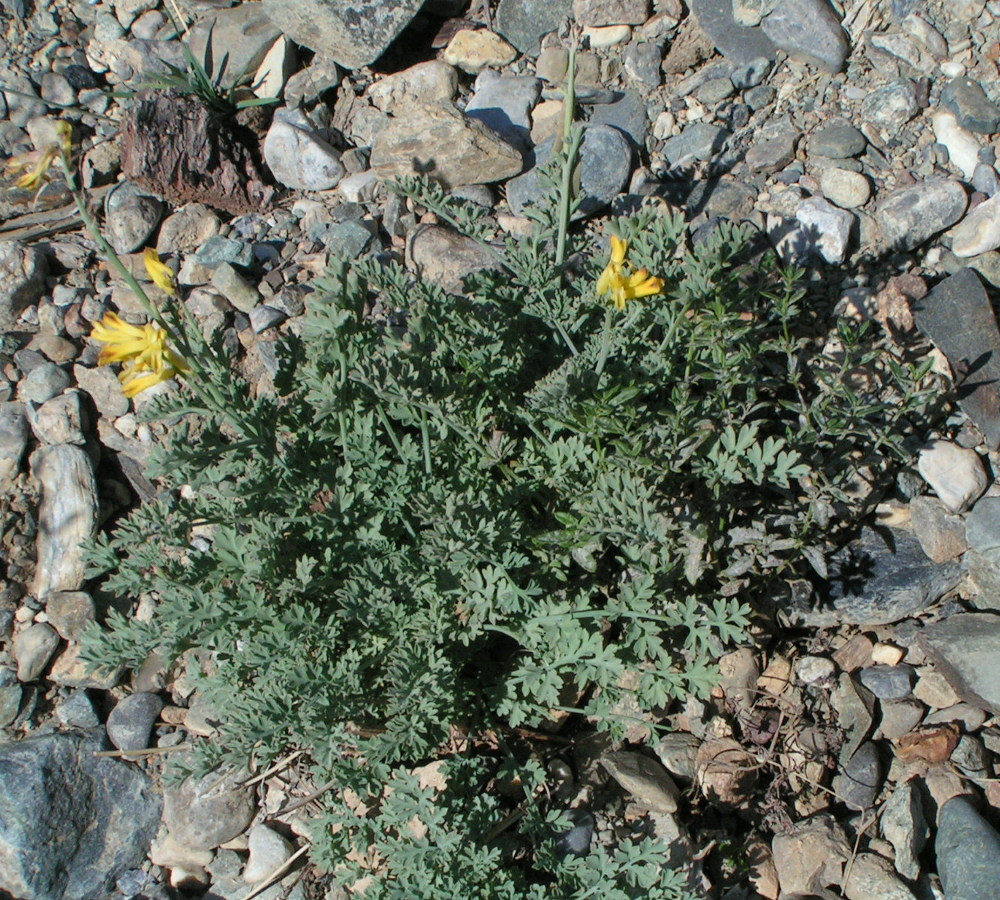 Image of Corydalis stricta specimen.