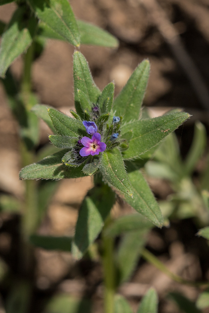 Image of Buglossoides arvensis specimen.