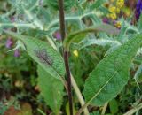 Verbascum marschallianum