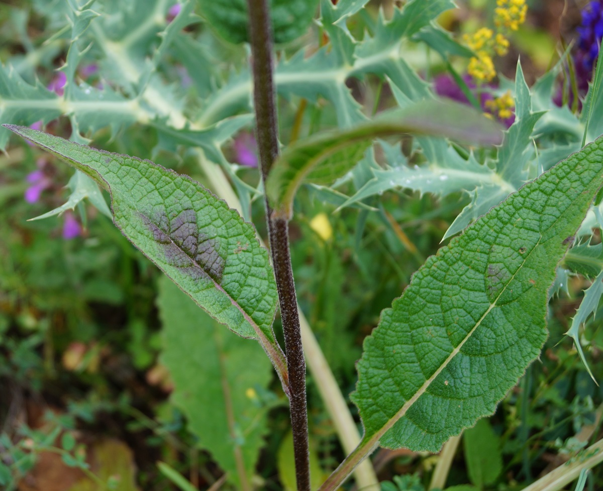 Image of Verbascum marschallianum specimen.