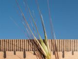 Hordeum leporinum