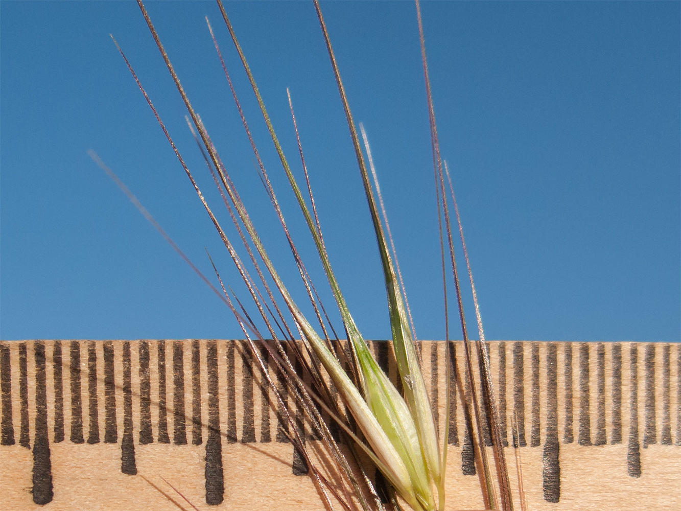 Image of Hordeum leporinum specimen.