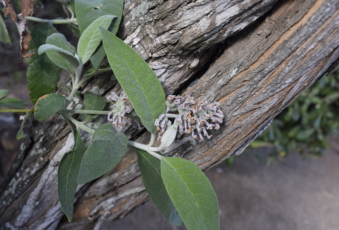 Image of genus Buddleja specimen.