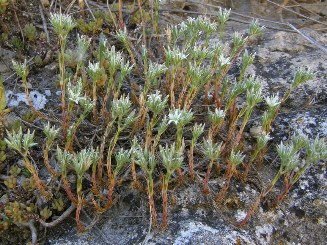 Image of Minuartia glomerata specimen.