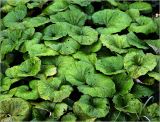 Tussilago farfara. Листья. Московская обл., Раменский р-н, окр. ж.-д. платформы Хрипань, просека под ЛЭП. 24.08.2009.