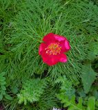 Paeonia tenuifolia