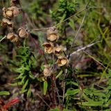 Helianthemum nummularium